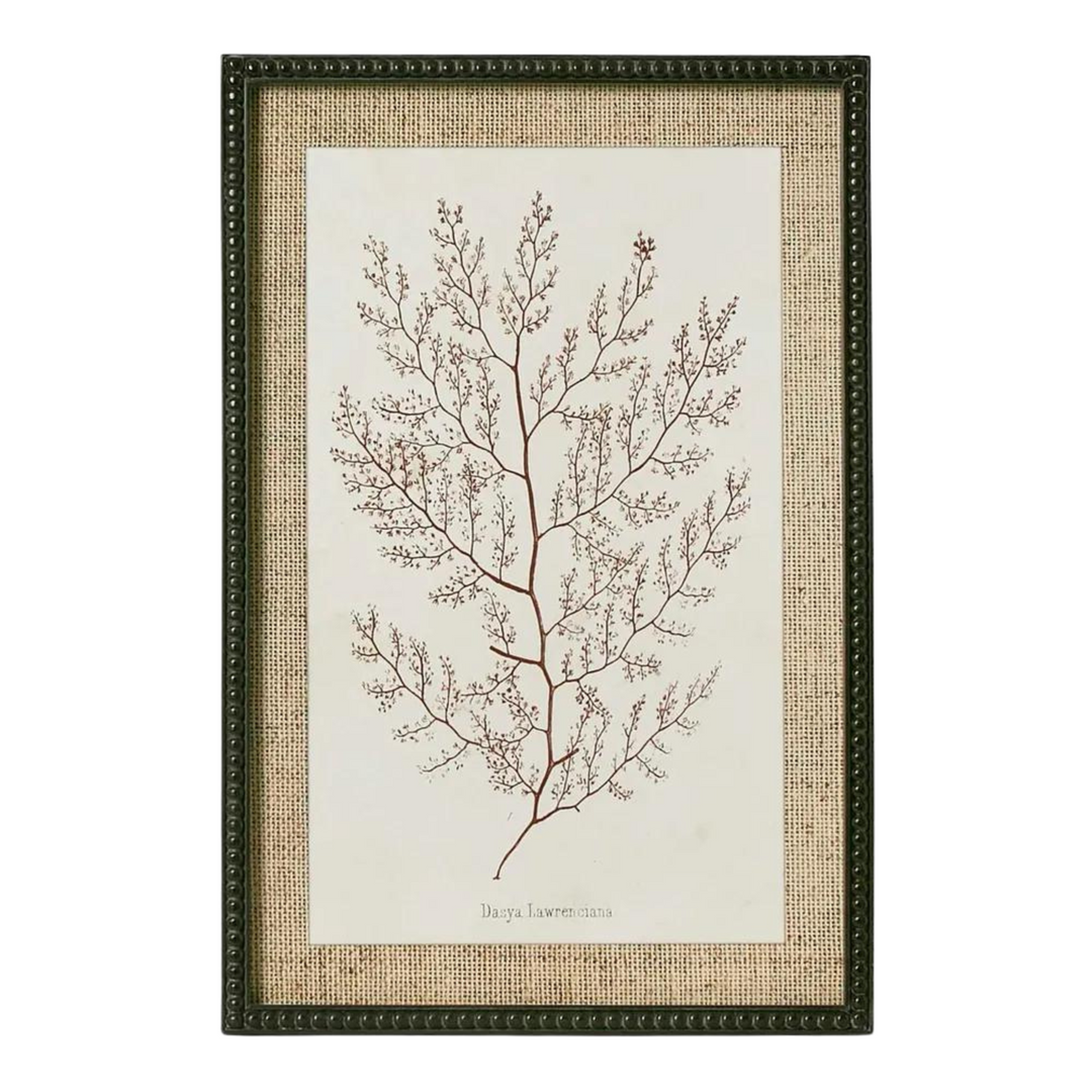 Sepia Coral Wall Art B