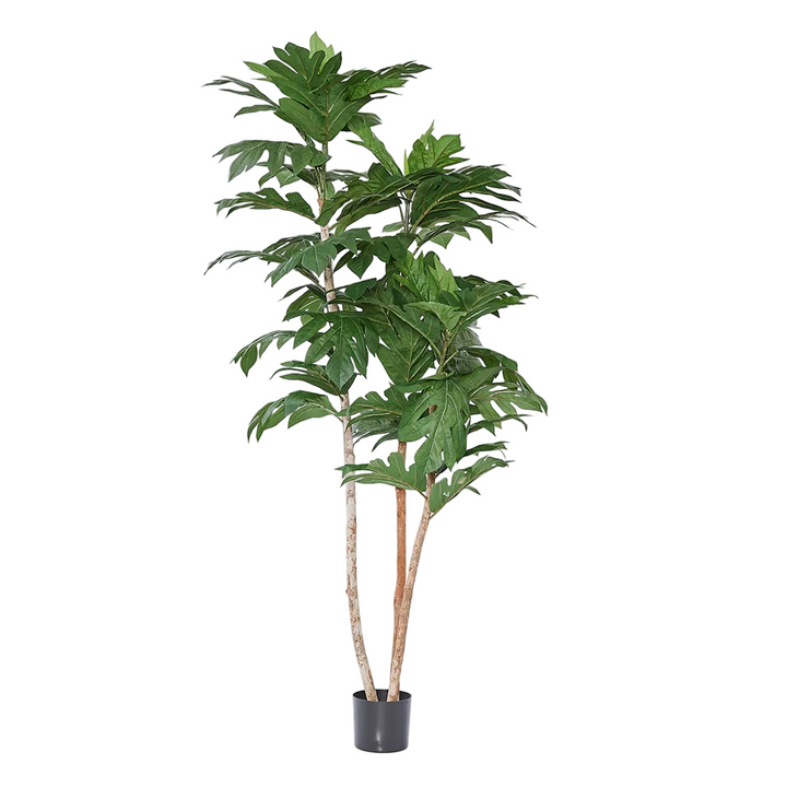 Artocarpus Tree 155cm