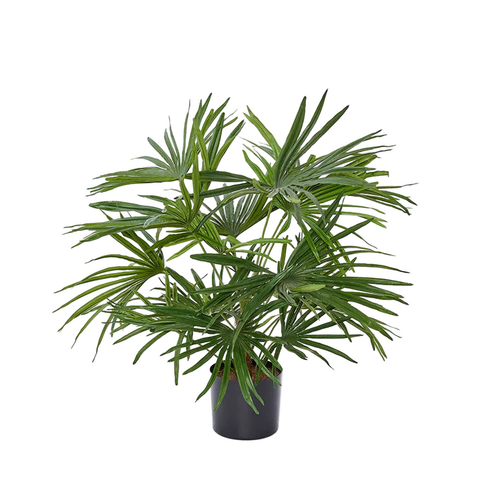 Baby Fan Palm Potted Bush w/17 Leaves 45cm