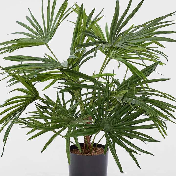Baby Fan Palm Potted Bush w/17 Leaves 45cm
