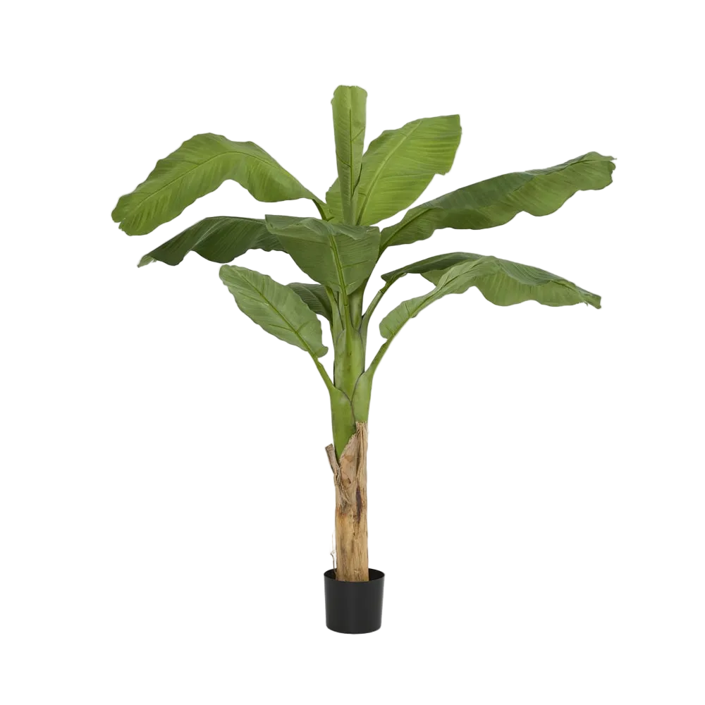 Royal Banana Tree 120cm