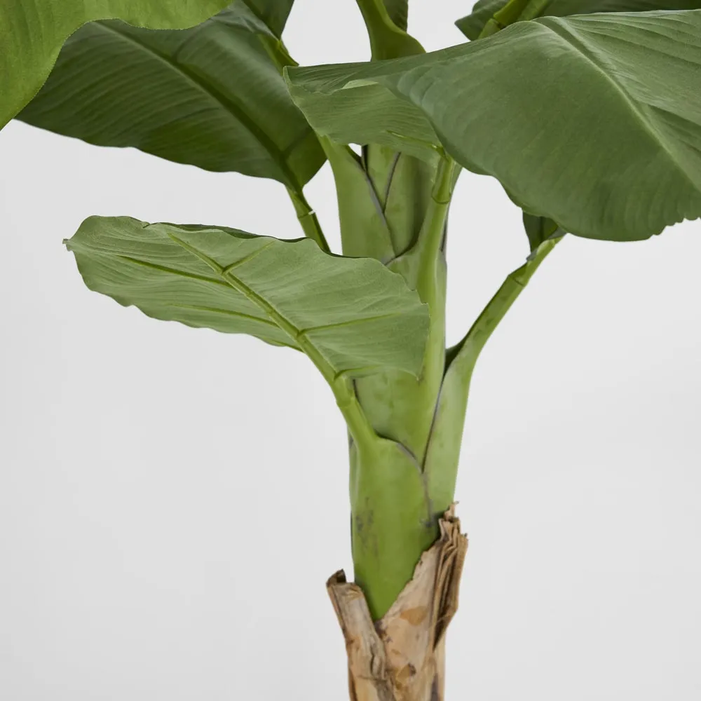 Royal Banana Tree 120cm
