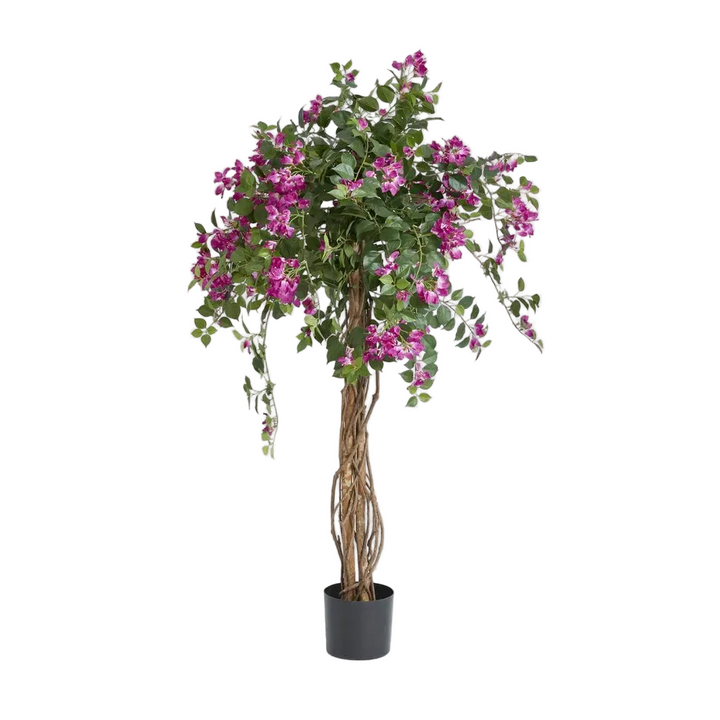 Bougainvillea Tree 1.6m
