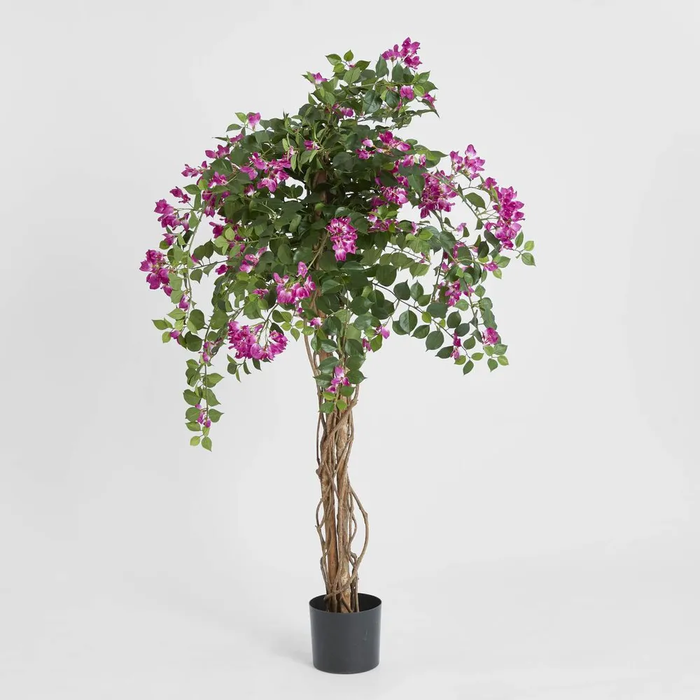 Bougainvillea Tree 1.6m