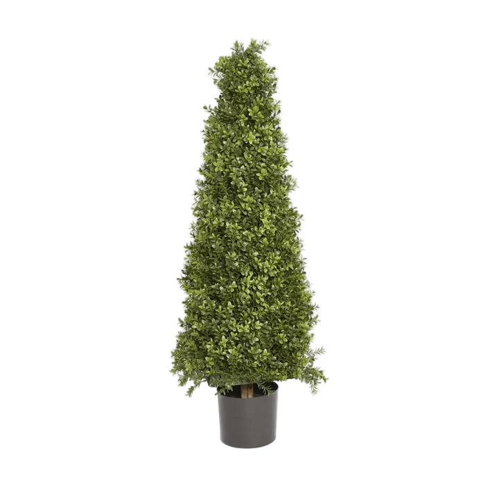 Boxwood Pyramid Tree 1m