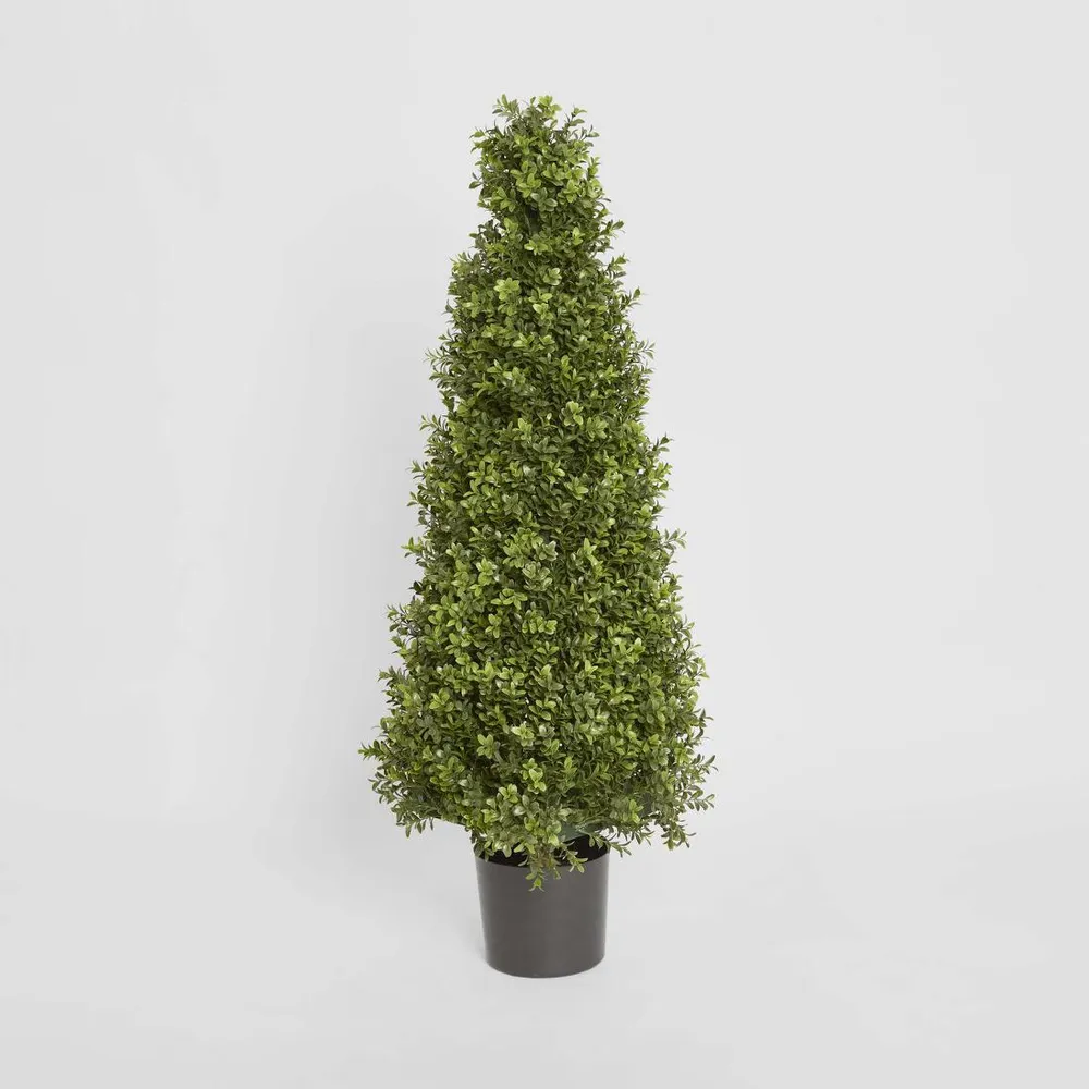 Boxwood Pyramid Tree 1m