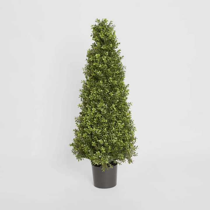 Boxwood Pyramid Tree 1m