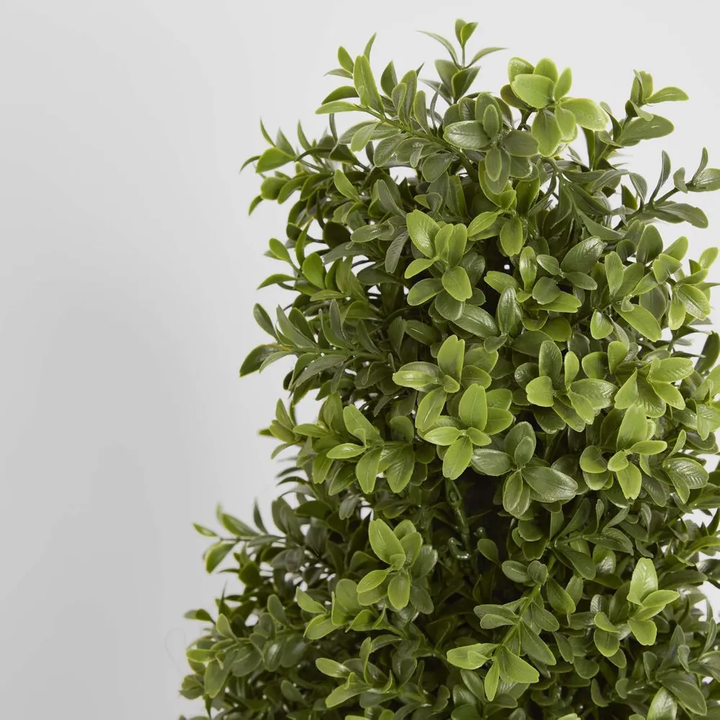 Boxwood Pyramid Tree 1m