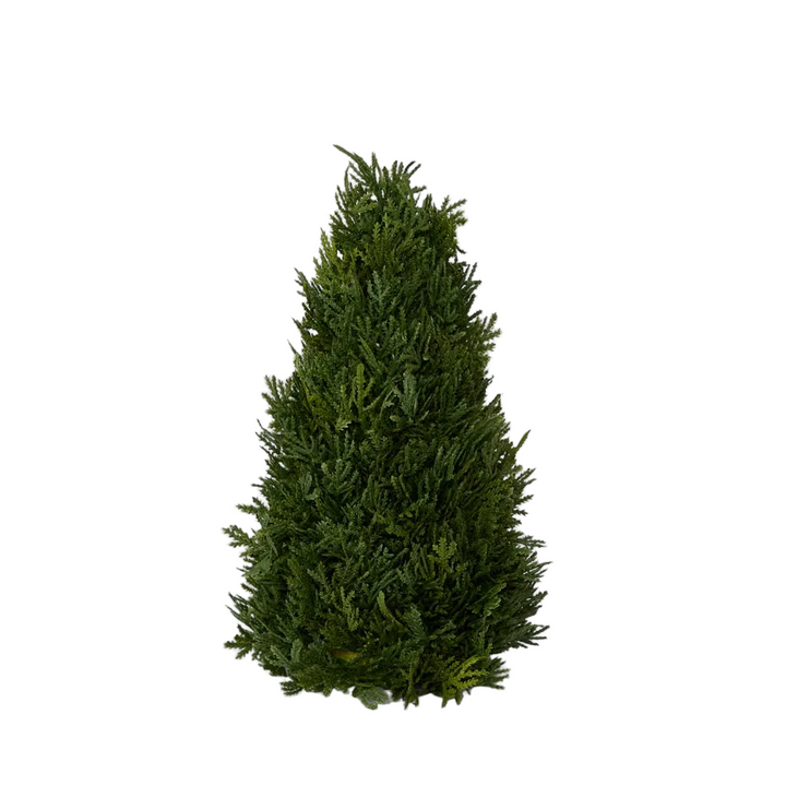 Cypress Cone 33cm