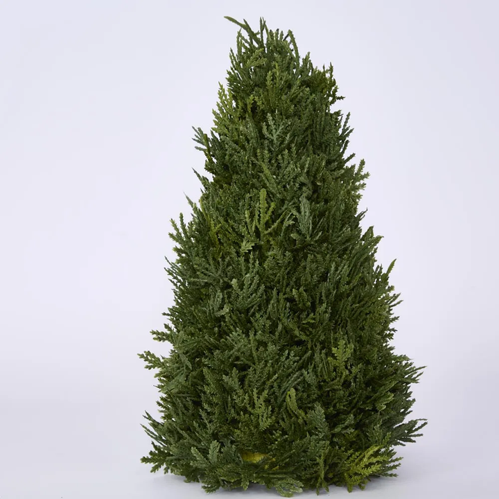 Cypress Cone 33cm