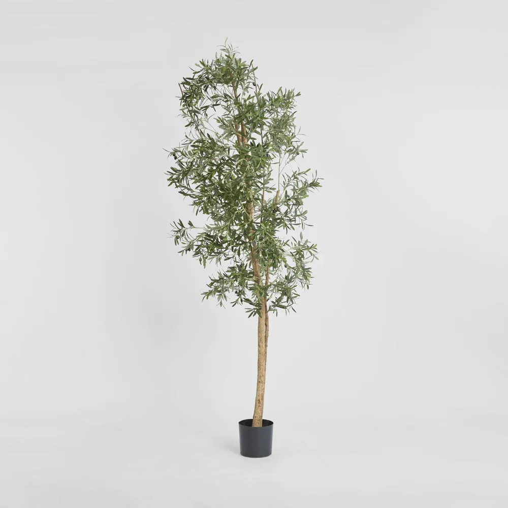 Olive Tree 2.4m