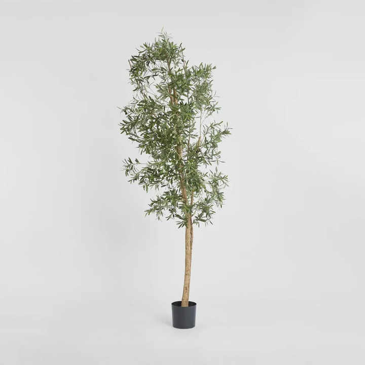 Olive Tree 2.4m