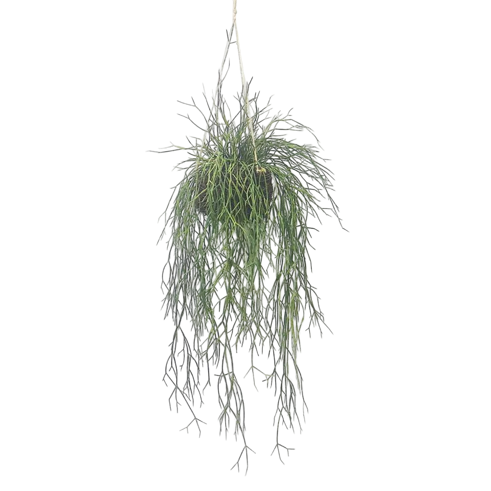 Sea Grass Vine Hanging 1m