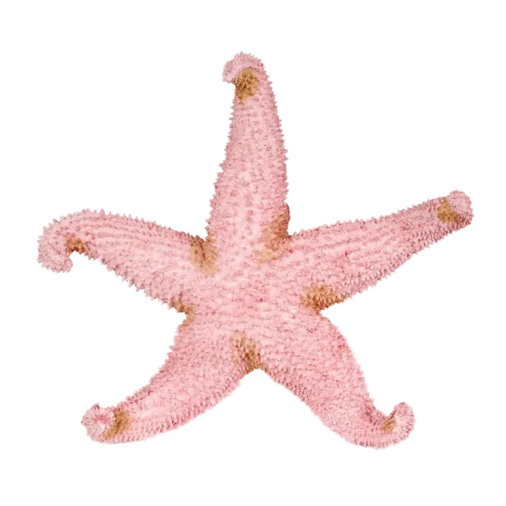 Sera Pink Starfish 24X24X5CM