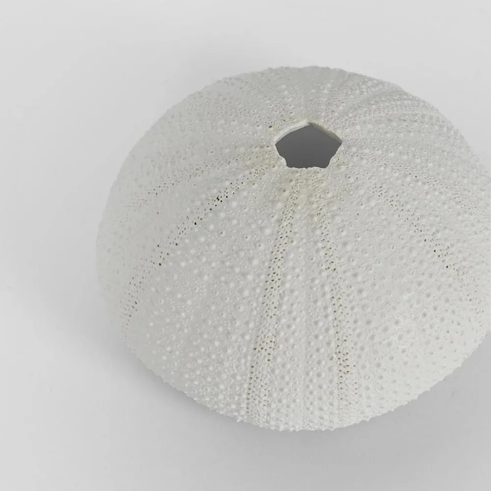 Susie White Sea Urchin  9X9X4.5CM *
