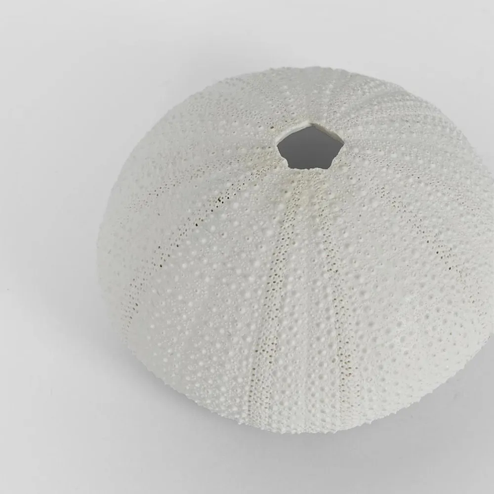 Susie White Sea Urchin  9X9X4.5CM *