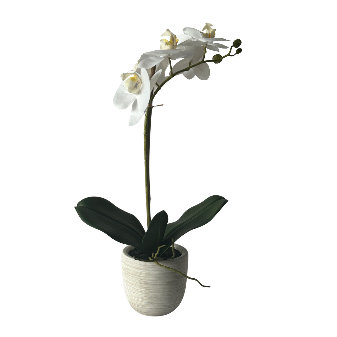 Phalaenopsis Real Touch in Clay Ivory Pot 50cm White