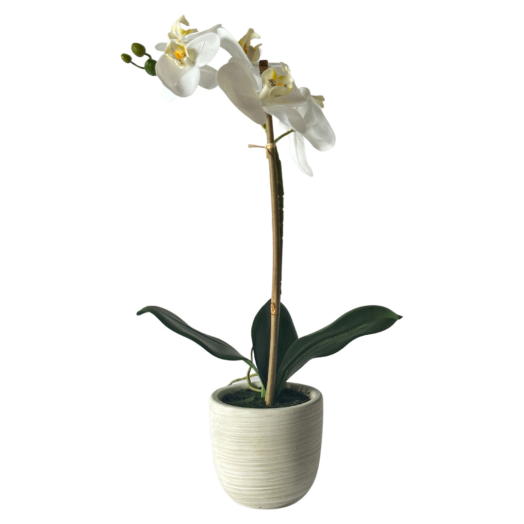 Phalaenopsis Real Touch in Clay Ivory Pot 50cm White