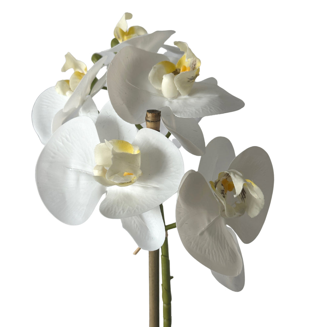 Phalaenopsis Real Touch in Clay Ivory Pot 50cm White