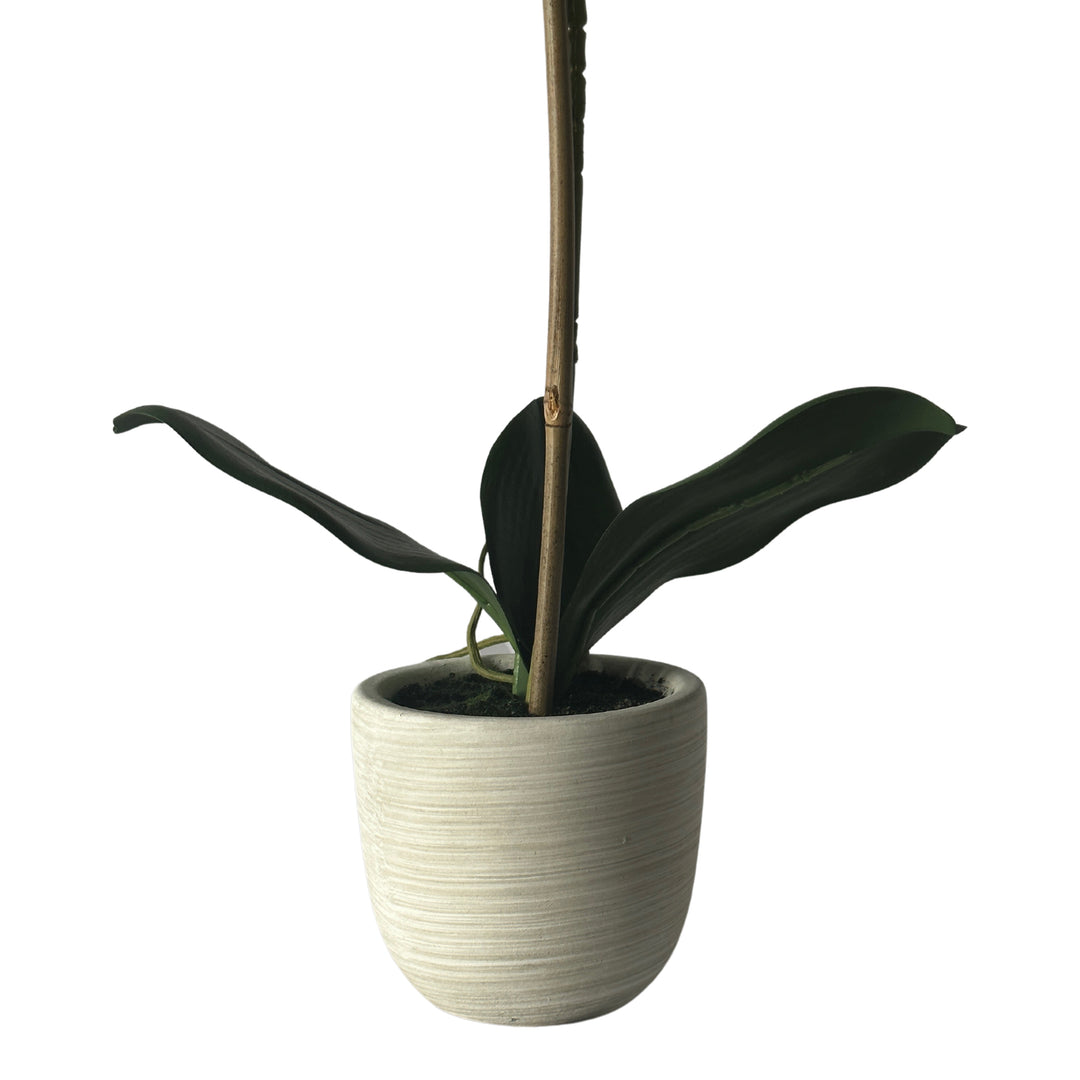 Phalaenopsis Real Touch in Clay Ivory Pot 50cm White