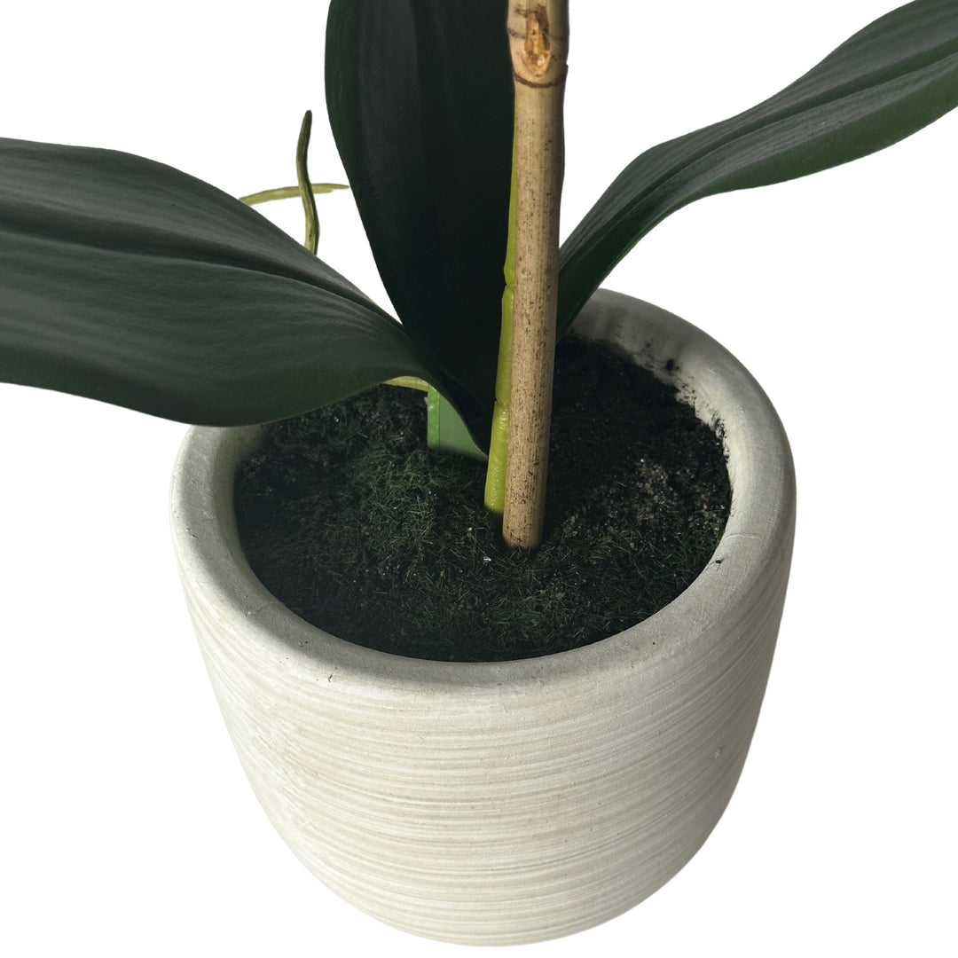 Phalaenopsis Real Touch in Clay Ivory Pot 50cm White