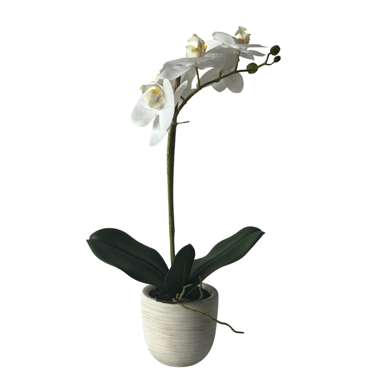 Phalaenopsis Stem in Clay Ivory Pot 50cm White