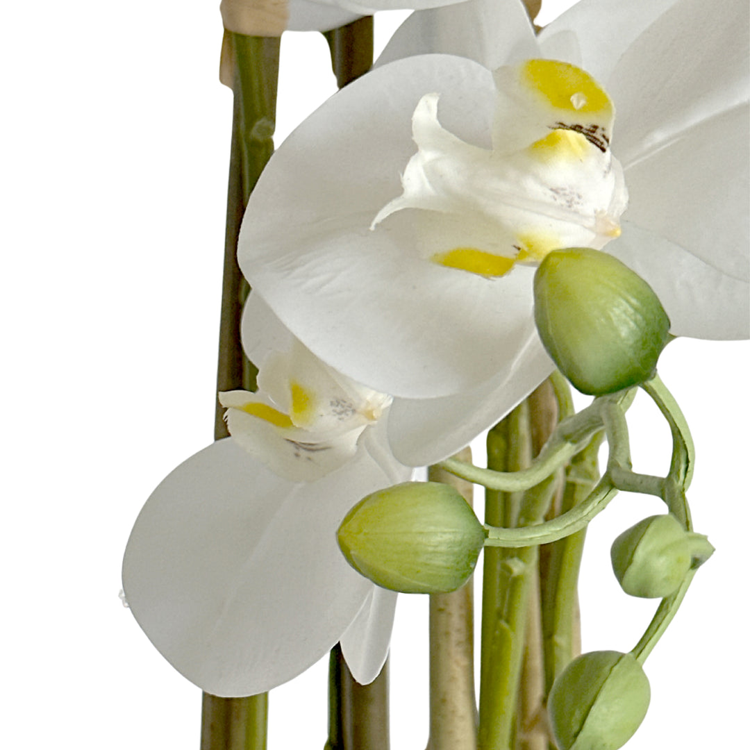 Orchid Potted Real Touch 71cm White