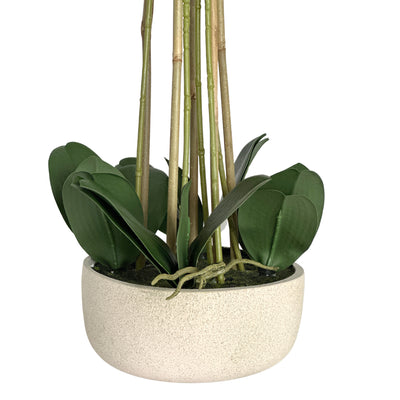 White Orchid Potted 71cm