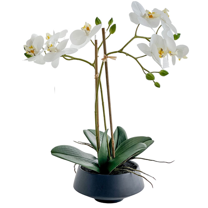 White Orchid in Black Pot Medium