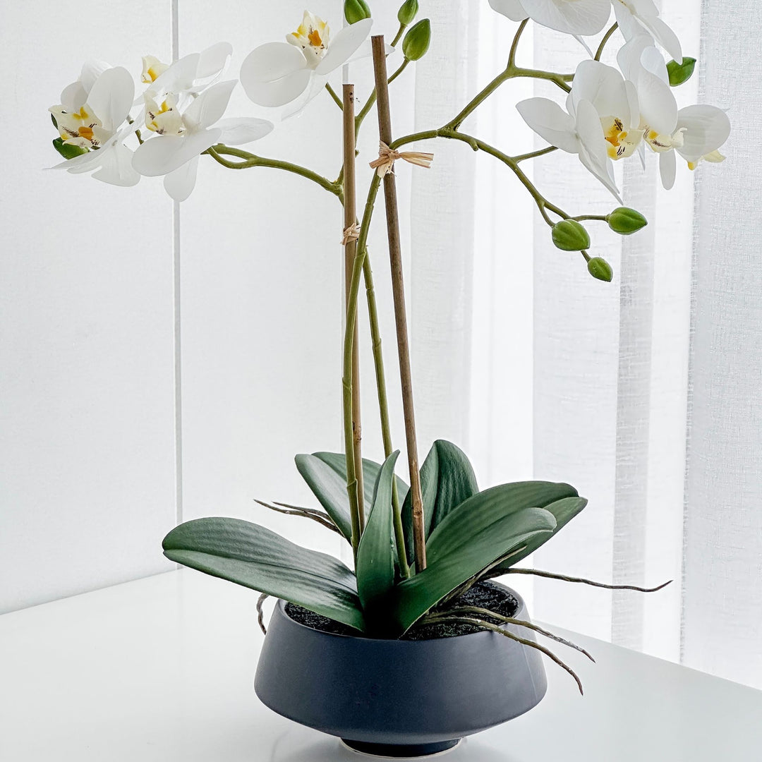 White Orchid in Black Pot Medium