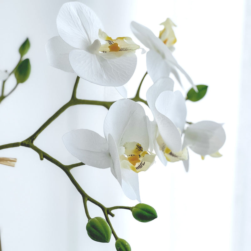 Rayne White Orchid in Black Pot Medium