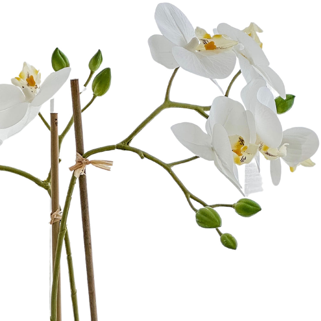 White Orchid in Black Pot Medium