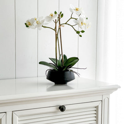 Rayne White Orchid in Black Pot Medium