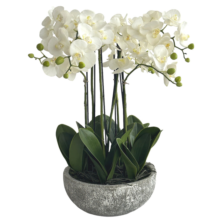 Orchid in Round Clay Pot 62cm White