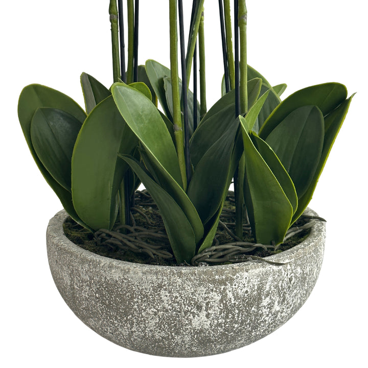 Orchid in Round Clay Pot 62cm White