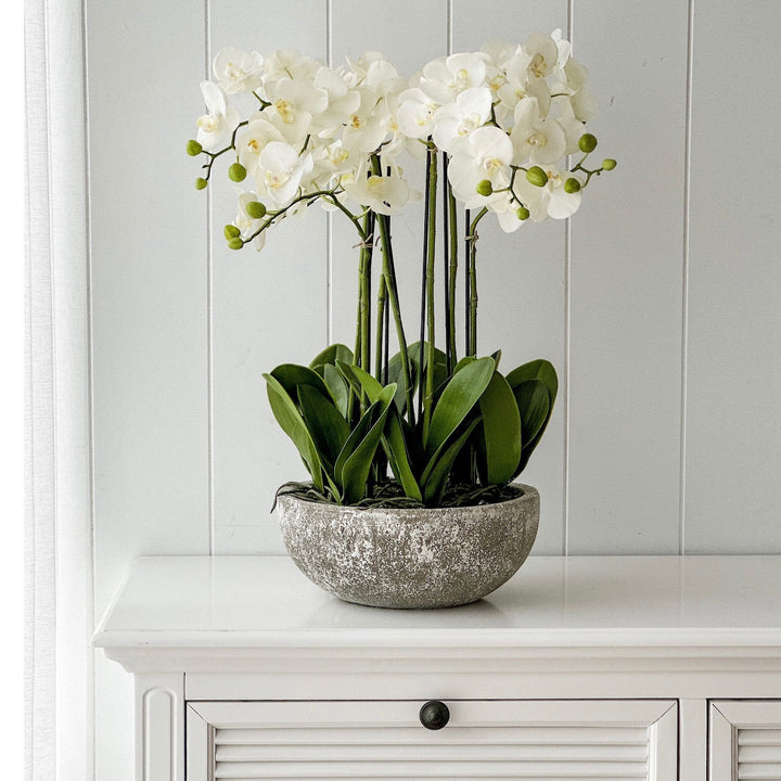 Orchid in Round Clay Pot 62cm White