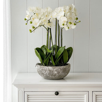 Olivia White Orchid in Round Clay Pot 62cm