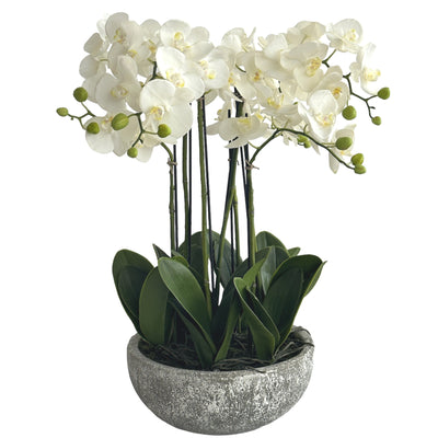Olivia White Orchid in Round Clay Pot 62cm