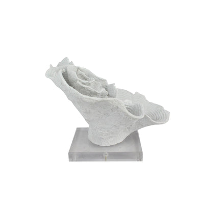 Cape Cod White Coral On Clear Base - OneWorld Collection