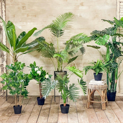 Potted Monstera Plant 180Cm - OneWorld Collection