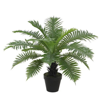Potted 60Cm Dwarf Tree Fern - OneWorld Collection